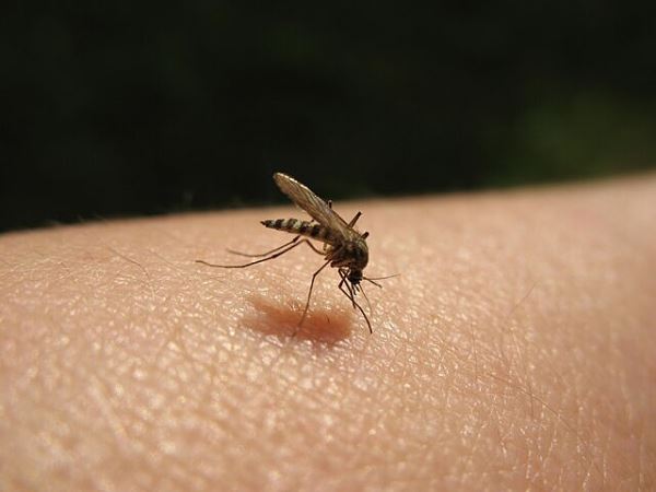 Эксперты предупредили об опасности комариного укуса