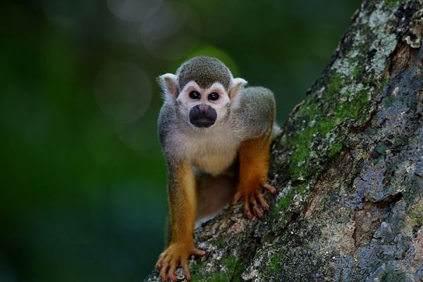 Иммунолог оценил вероятность распространения оспы обезьян